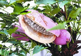 八月瓜多少錢(qián)一斤？野香蕉多少錢(qián)一斤？