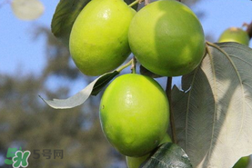 青棗與牛奶棗是轉(zhuǎn)基因水果嗎？青棗和牛奶棗的區(qū)別