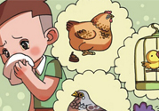 如何區(qū)分感冒和禽流感？禽流感和感冒的區(qū)別