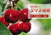 美早和黑珍珠哪個好吃？美早和黑珍珠的區(qū)別