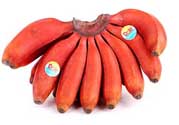 紅香蕉多少錢(qián)一斤？南洋紅香蕉多少錢(qián)一斤？