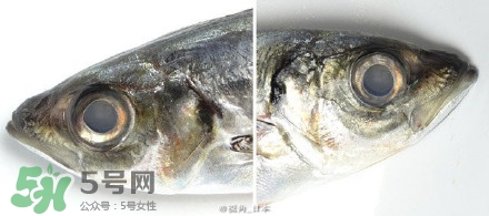 怎么自制死魚眼眼鏡？死魚眼眼鏡哪里買？