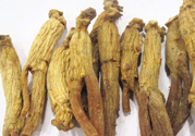 高麗參適合什么人吃？什么人不能吃高麗參？