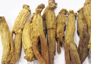 高麗參怎么吃效果最好？高麗參的正確吃法