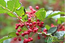 花椒真的能治打呼嚕嗎？花椒水治打呼嚕有效嗎？
