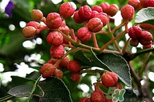 花椒真的能治打呼嚕嗎？花椒水治打呼嚕有效嗎？
