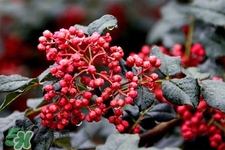 花椒水治腳氣管用嗎？花椒水泡腳可以治腳氣嗎？