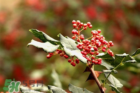 花椒水能治痔瘡嗎？花椒水治痔瘡有效果嗎？