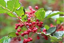 花椒水能治痔瘡嗎？花椒水治痔瘡有效果嗎？