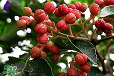花椒水能治痔瘡嗎？花椒水治痔瘡有效果嗎？