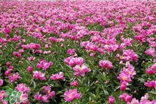 春天開的花有哪些？春天都開什么花？