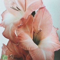 煙熏玫瑰色口紅哪個(gè)牌子好？煙熏玫瑰色口紅推薦