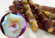 甘蔗發(fā)霉能吃嗎？吃了發(fā)霉的甘蔗怎么辦？