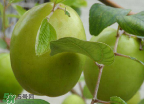 懷孕初期能吃青棗嗎？懷孕初期吃青棗好嗎？