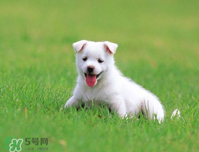 狗狗可以吃青棗嗎？狗狗能不能吃青棗？