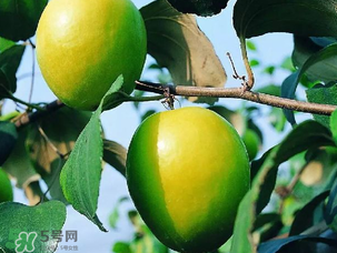 青棗吃多了會胖嗎？吃青棗會不會發(fā)胖？