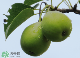 吃青棗可以減肥嗎？減肥可以吃青棗嗎？