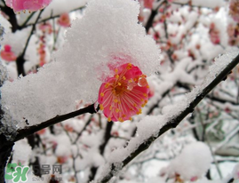 春天下雪意味著什么？春天為什么會下雪？