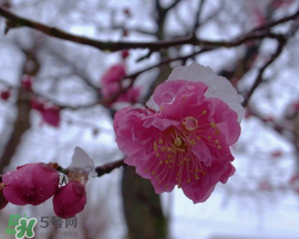 春天下雪意味著什么？春天為什么會下雪？