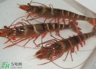 活蝦為什么要灌膠水？活蝦灌膠水有什么用？