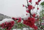 春天下雪意味著什么？春天為什么會(huì)下雪？