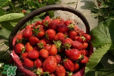 怎樣去除草莓的農(nóng)藥？怎樣洗草莓的殘留農(nóng)藥？