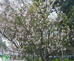 春天為什么會(huì)突然降溫？春天為什么會(huì)突然變冷？