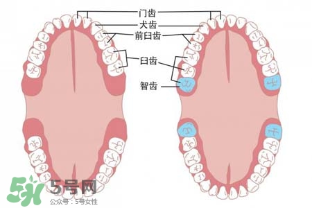 智齒能用舌頭舔嗎？喜歡舔智齒怎么辦？