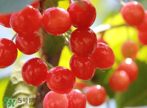 櫻桃批發(fā)價(jià)多少錢(qián)一斤？2017櫻桃批發(fā)價(jià)多少？