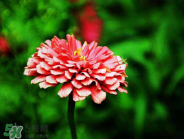 3月份開什么花？3月份開的花有哪些？