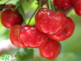 櫻桃為什么這樣紅？櫻桃為什么是紅色？