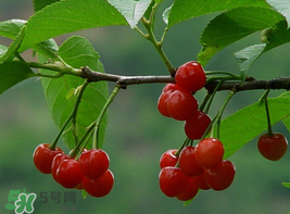 櫻桃為什么這樣紅？櫻桃為什么是紅色？