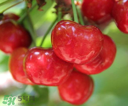 櫻桃為什么有一股藥味？櫻桃有藥味怎么辦？