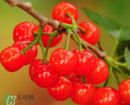 櫻桃什么時候成熟？櫻桃什么時候上市？