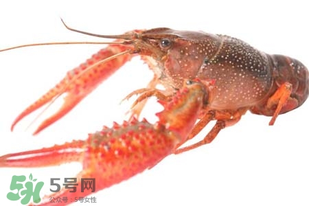 吃小龍蝦要注意什么？?吃小龍蝦的7大注意事項(xiàng)