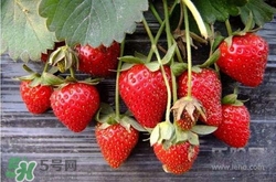 吃草莓大便會(huì)變紅嗎？吃草莓大便變紅是怎么回事？