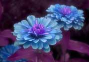 3月份開什么花？3月份開的花有哪些？