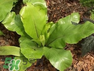 負(fù)卡路里的食物有哪些？負(fù)卡路里食物真的吃不胖嗎？