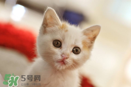 禽流感可以養(yǎng)貓嗎？禽流感期間能養(yǎng)貓嗎？