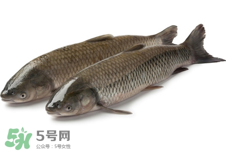 草魚能生吃嗎？草魚可以直接生吃嗎？
