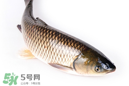 草魚能生吃嗎？草魚可以直接生吃嗎？