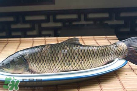 草魚能生吃嗎？草魚可以直接生吃嗎？