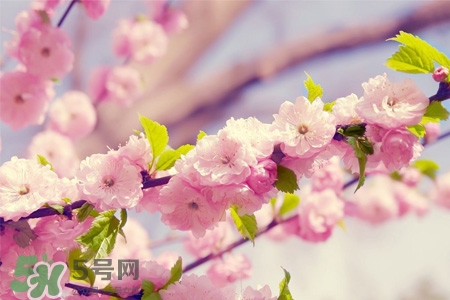 櫻花一般什么時候開？櫻花一般幾月份開？