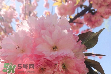 櫻花一般開多久？櫻花一般持續(xù)多久？