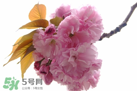 櫻花的花語是什么？櫻花代表什么意思？