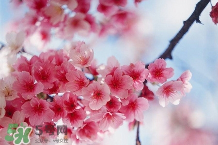 櫻花的花語是什么？櫻花代表什么意思？