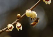 驚蟄是什么意思？驚蜇是什么節(jié)氣？