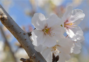 櫻花的花語是什么？櫻花代表什么意思？