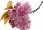 櫻花一般開多久？櫻花一般持續(xù)多久？