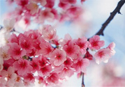 3月份有櫻花嗎？三月份櫻花都開了嗎？